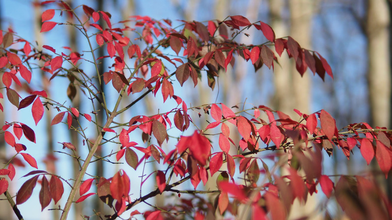 The red leaves of a burning bush shrub are pictured in front of a blurred background of the sky