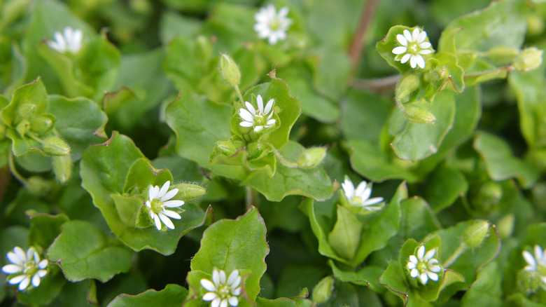 A close-up photo shows flowering common chickweed covering the ground outdoors