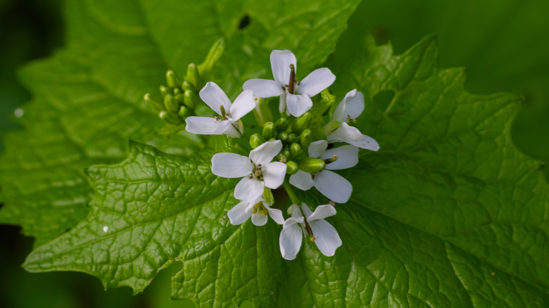 A garlic mustard plant in its second year of growth shows serrated leaves and a cluster of white flowers