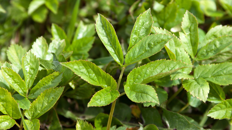 A stand of goutweed grows during the springtime