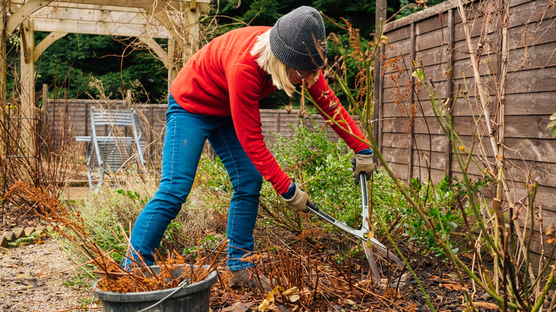 A gardener wearing a sweater and hat, with medium-length blond hair, takes large clippers to remove plants in the garden during February