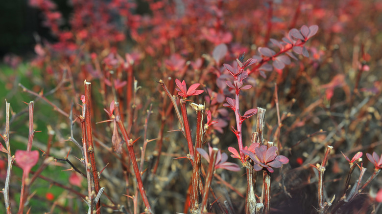 Leaves of a Japanese barberry grow in early spring