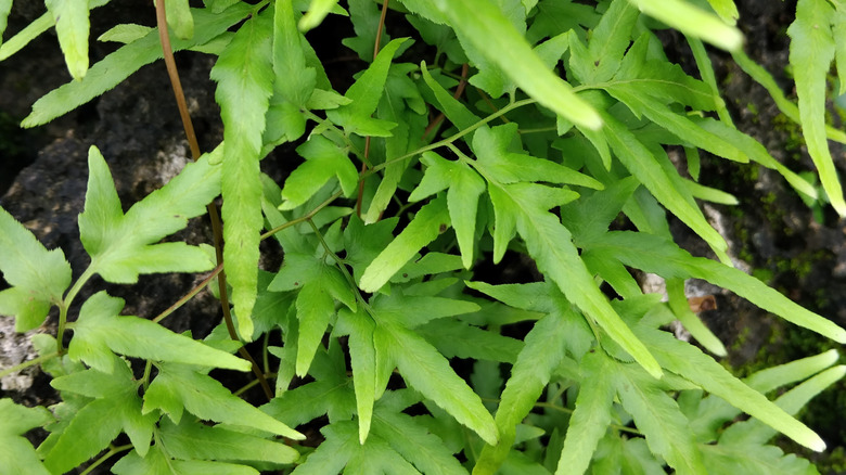 A Japanese climbing fern that has been established in an area branches out with green fronds