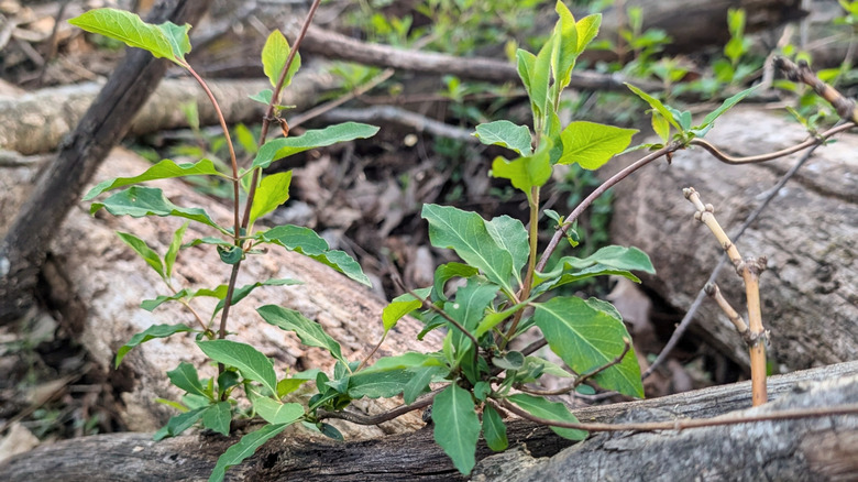 Japanese honeysuckle grows over a pile of brush