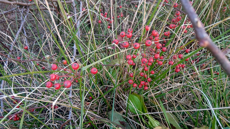 Rose hips are seen on the canes of a multiflora rose plant in a garden