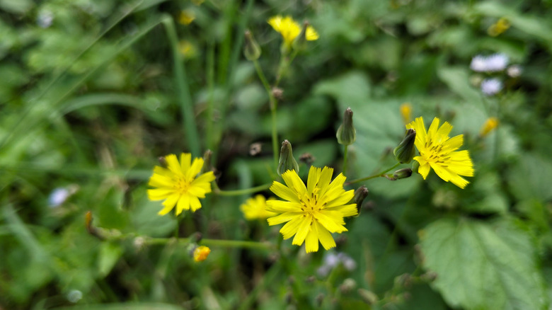 Nipplewort blooms with small white flowers