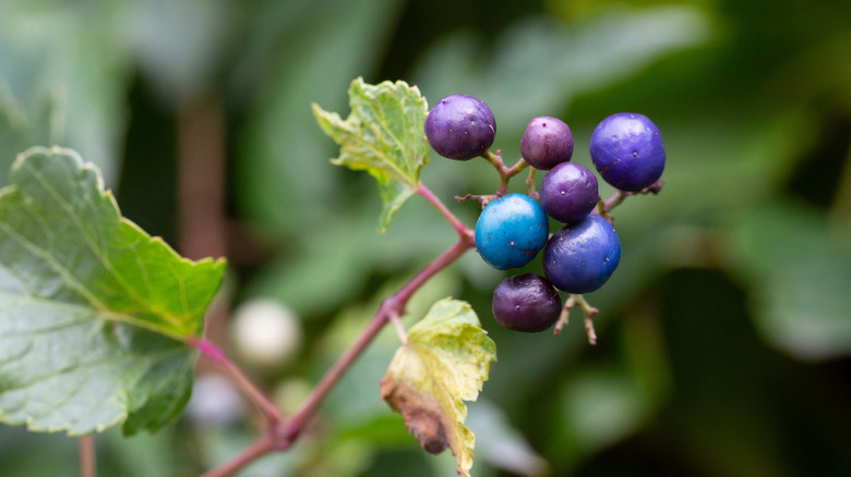 A close-up photo shows small blue and purple berries on a porcelain berry plant with a blurred background