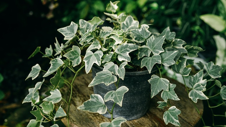 English ivy in pot