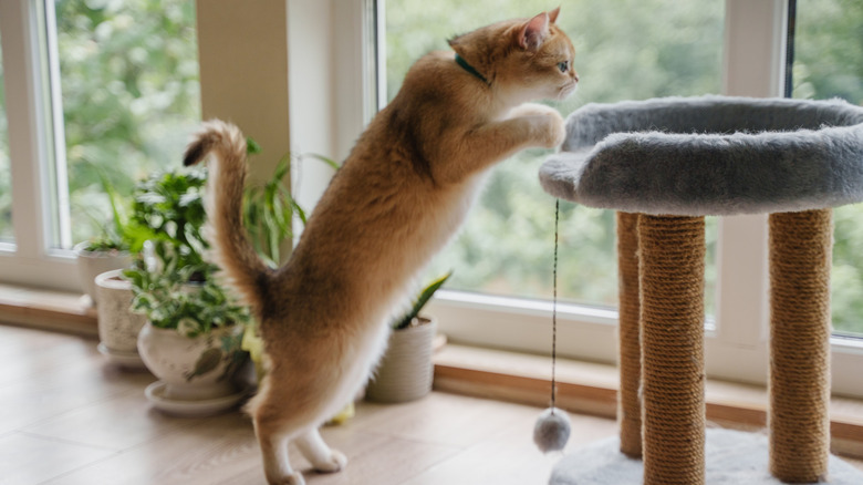 Cat climbing on cat tree