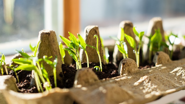 Egg carton seedlings