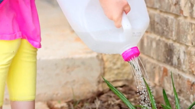 Milk jug watering can