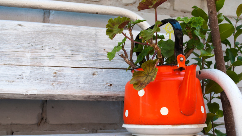 Teapot as a planter