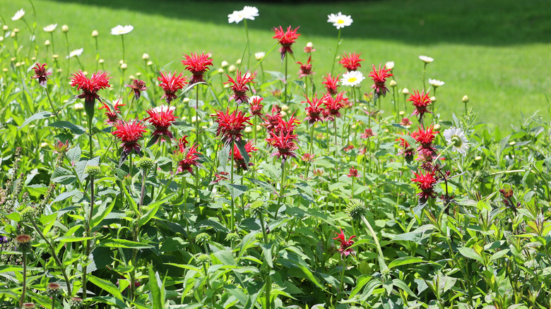 Beebalm growing with daisies in the sunlight.