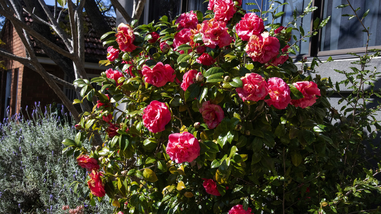 A bush of fall-blooming camellia in the sunlight.