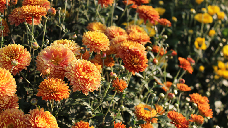 A spray of orange chrysanthemums on a sunny day.