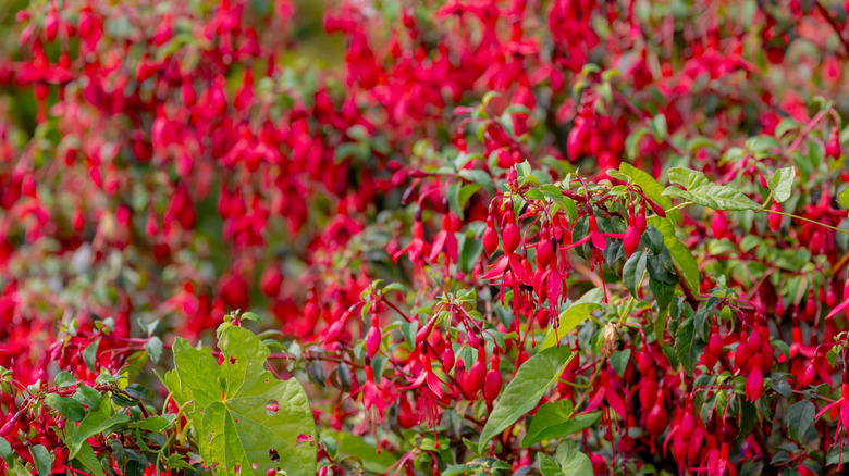 A large spray of fuchsia plants growing in a bush.