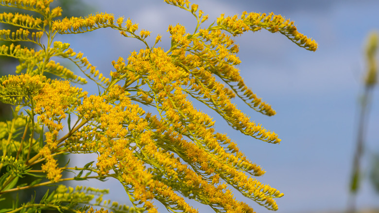 A cluster of goldenrod flowers during the day.
