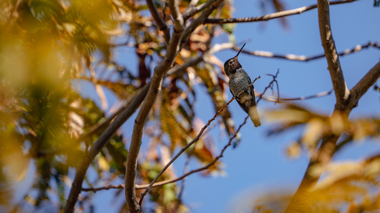 A hummingbird perched in a deciduous tree in the fall.