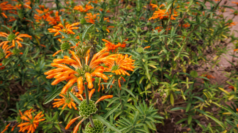 A close up of Lion's tail blossom clusters growing outdoors.