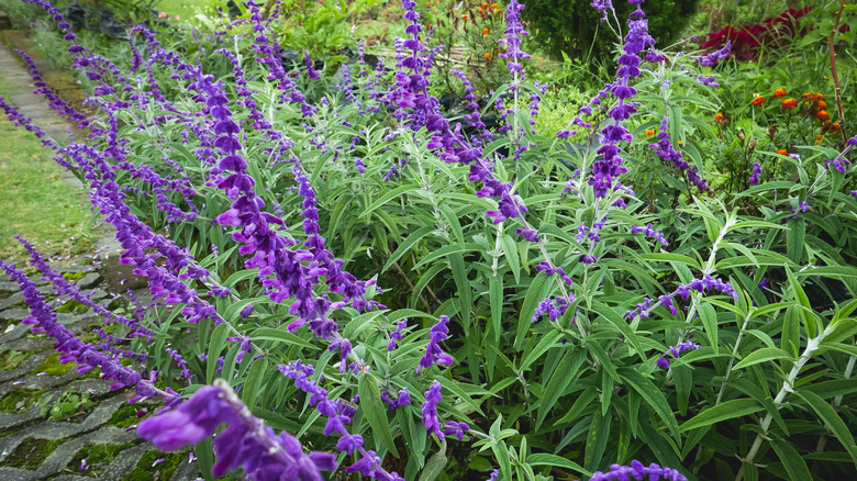 A shrubby Mexican bush sage with purple flowers in a garden.