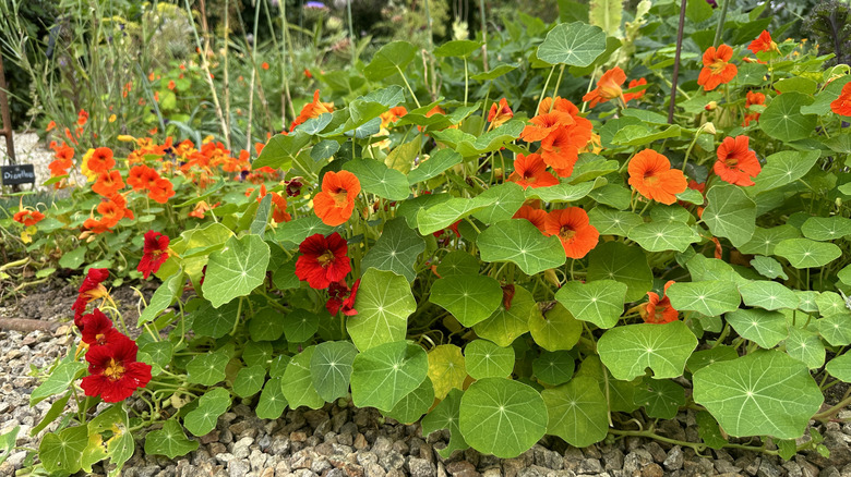 Nasturtium growing in a vegetable garden with gravel.