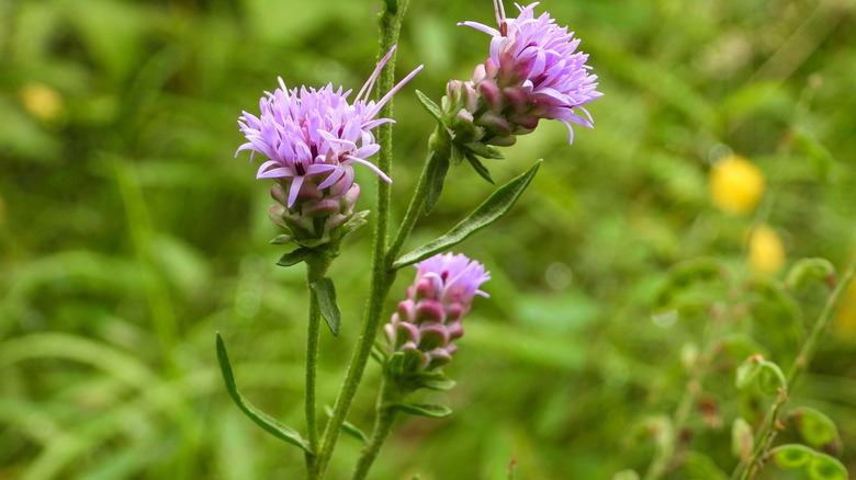 Late blooming rough blazing star flowers in a field.