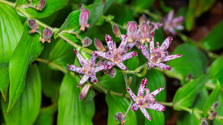 Toad lilies blooming in a fall garden.