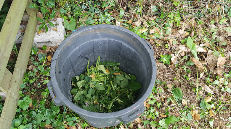 Comfrey leaves ready for brewing or the garden