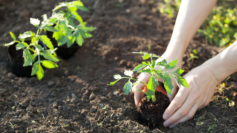 Planting tomato plants in the garden