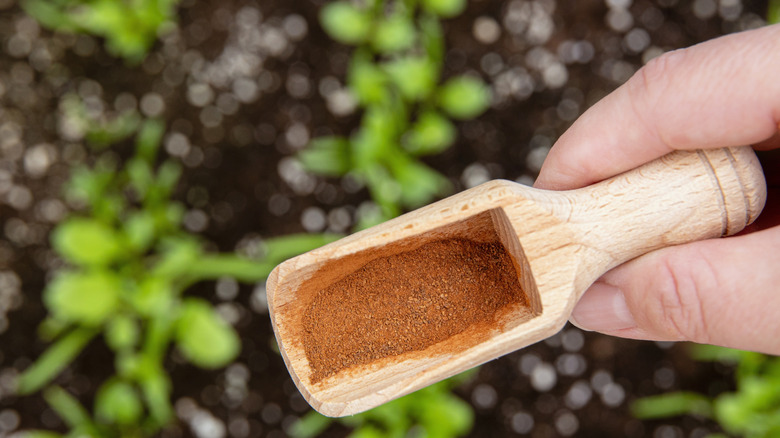 Using cinnamon powder in the garden
