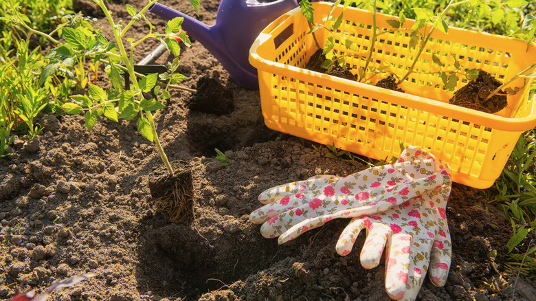 Transplanting young tomato plants in the short trenches