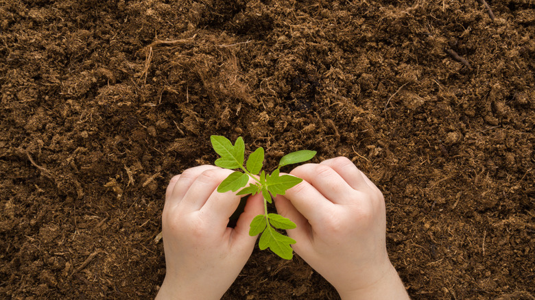Hands touching young tomato plants in the garden