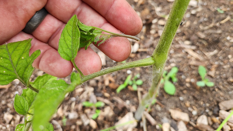 Removing tomato suckers from a tomato plant