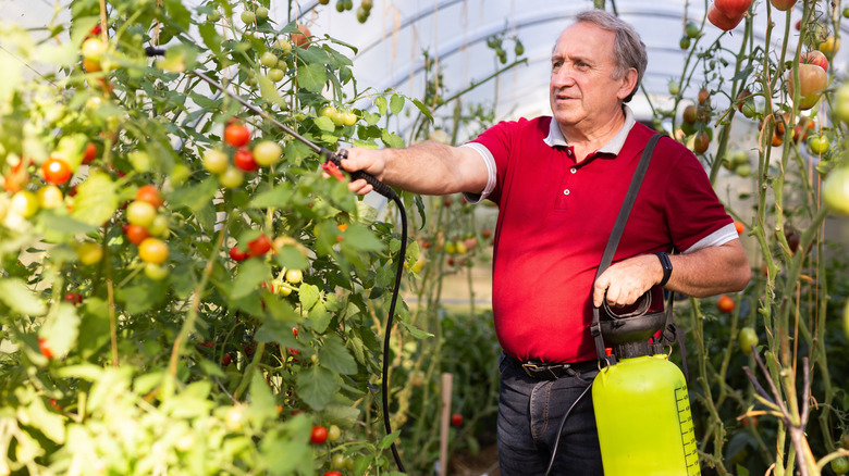 Spraying tomato plants in the greenhouse