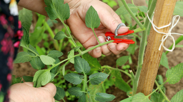 Removing the bottom leaves on a tomato plant