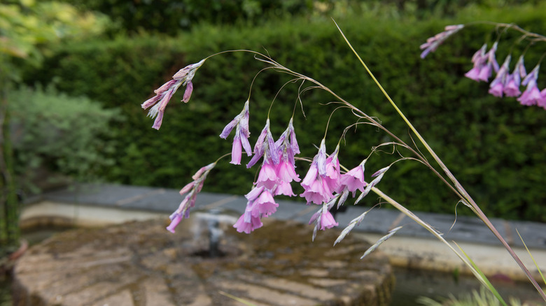 Pink angel's fishing rod flowers in a garden