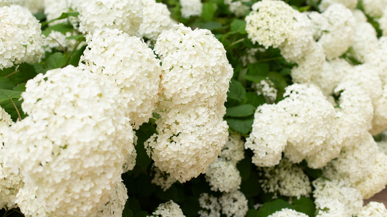 Close up of white Annabelle hydrangea blooms