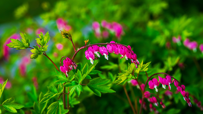 Bleeding hearts with bright pink petals in bloom