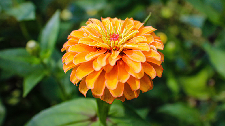 Orange dahlia flowered zinnia in bloom