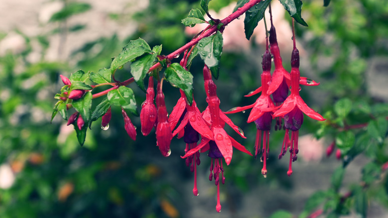 Fuchsia blooms in the rain