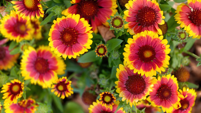 Multiple indian blanket flower Gaillardia pulchella blooms