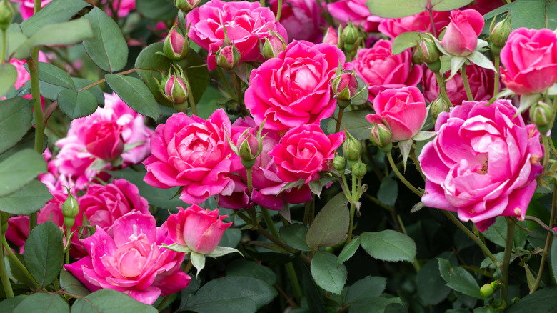 Pink double knock out roses blooming