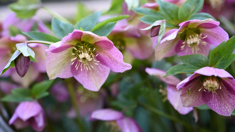 Purple lenten roses blooming