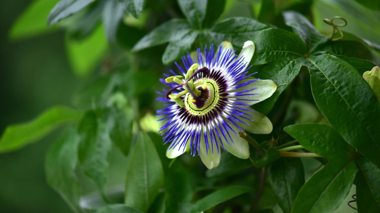 Passion flower blooming in a garden