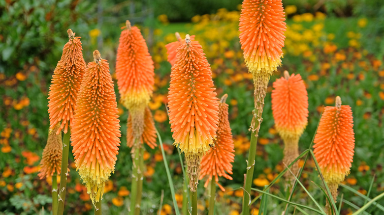 Orange red hot poker plants