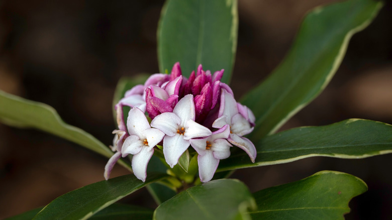 Close up of winter daphne flowers