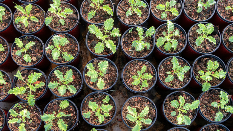 Overhead view of baby kale plants in pots