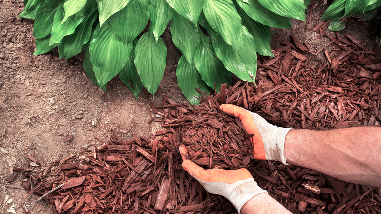 Close up of gloved hands spreading mulch next to plants