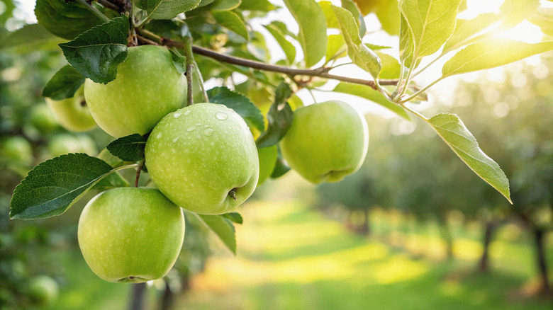 Green apples on trees.