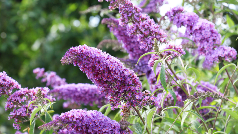 Butterly bush with purple flowers.